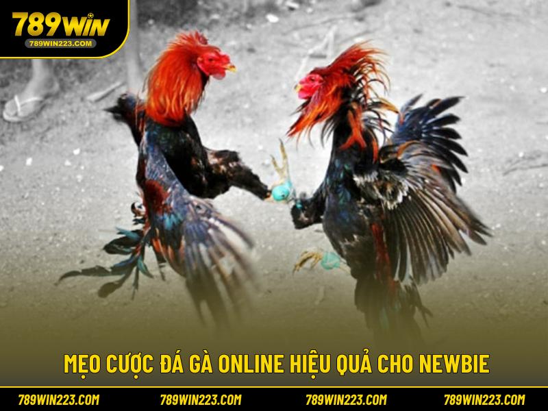 mẹo cược đá gà online