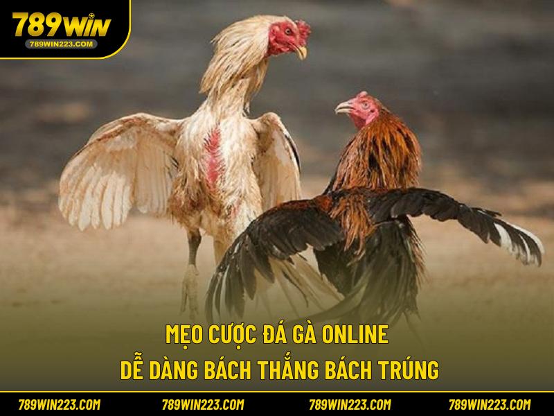 Mẹo cược đá gà online hiệu quả cho newbie